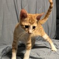 ヒトも猫も大好き、癒しの茶白くん