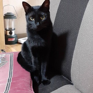 ◎可愛い黒猫のキキちゃん❤️