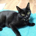 成猫の里親募集