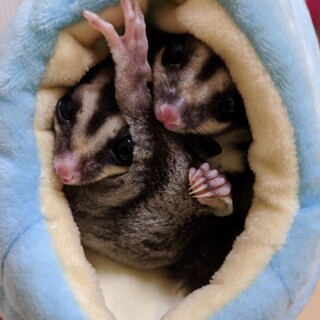 フクロモモンガの仲良し兄弟