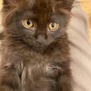 穏やかなワンパク坊主　モフモフ　チャーリー