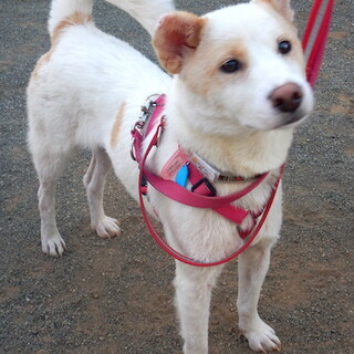 人が大好き、のんびり優しい穏やかな女の子マオ