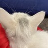 急募！子猫を保護しました！里親さん募集しています。 サムネイル2