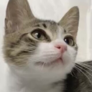 別嬪さんな白キジ仔猫❤️メイちゃん❣️