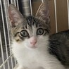 別嬪さんな白キジ仔猫❤️メイちゃん❣️ サムネイル6