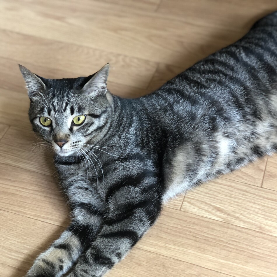 急須（きゅうす）のカバー写真