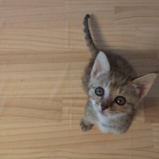 人が大好き　キジトラの兄妹