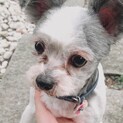 高齢犬13才のシーズーとチワワのmix犬