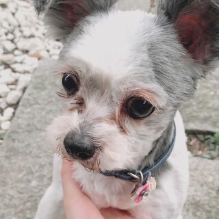 高齢犬13才のシーズーとチワワのmix犬