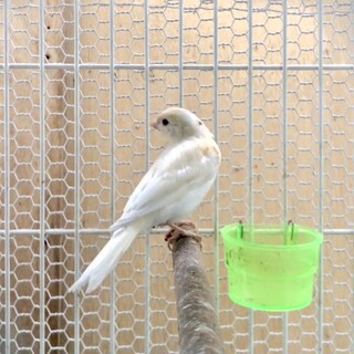 美しいカナリア