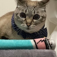 あおい