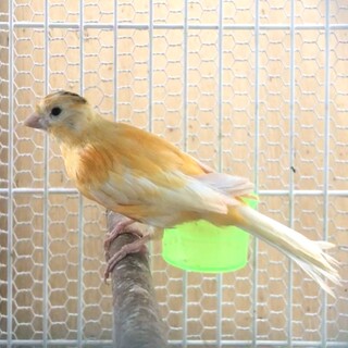 4月生まれ　美しい黄色カナリア