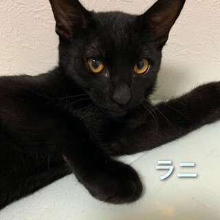遊ぶの大好き無邪気で可愛い黒子猫の「ラニ」