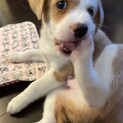 新しい家族ができました！（シナモン）