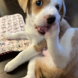 新しい家族ができました！（シナモン）