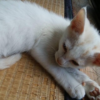 里親様を募集しております。