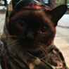 sallyneko