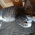 里親様を募集しております。