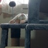 可愛い寝顔です。