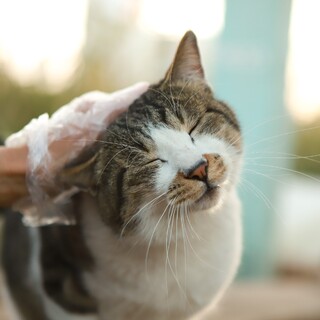 僕達を家族にして下さいニャン♬