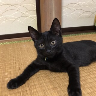 黒猫兄妹です