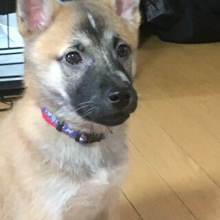人懐っこい福くんです。