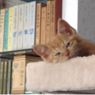 ちょっと怖がり、猫とは仲良し。