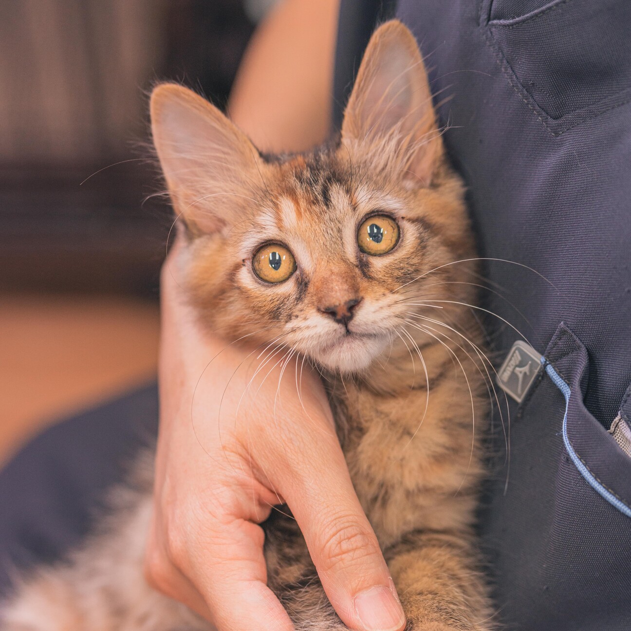 毛が柔らかい 中毛の女の 兵庫県 猫の里親募集 ペットのおうち 月間利用者150万人