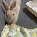 ミニウサギの男の子