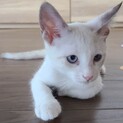 【きよみ】おかげさまで里親様が決まりました。