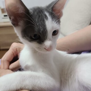 【ぶんたん】おかげさまで里親様が決まりました。