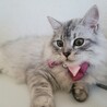 の写真