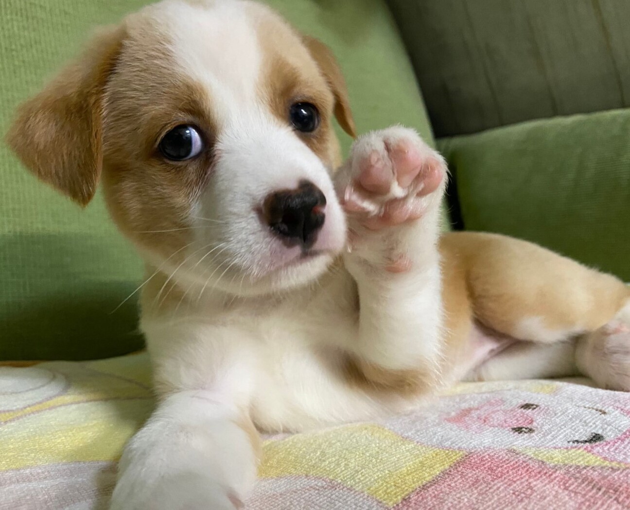 新しい家族ができました 東京都 犬の里親募集 ペットのおうち 月間利用者150万人