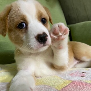 新しい家族ができました！（カフェラテ）