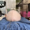 もぐもぐºωº