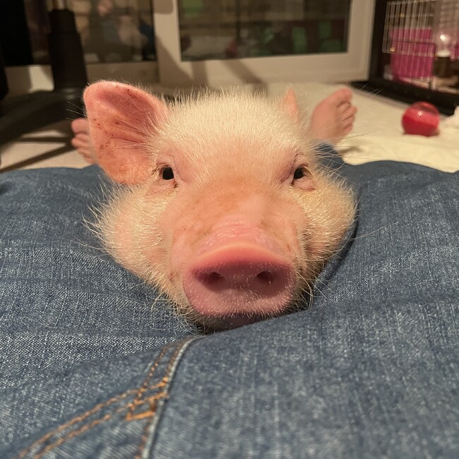 もぐもぐºωºのカバー写真
