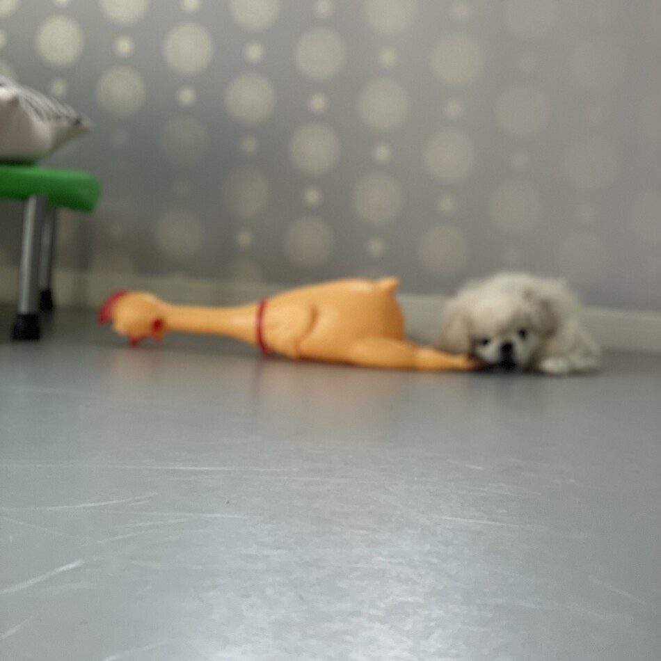 こよりのカバー写真