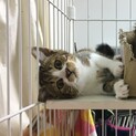 可愛い３兄妹『クゥちゃん♀』