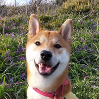 れのん