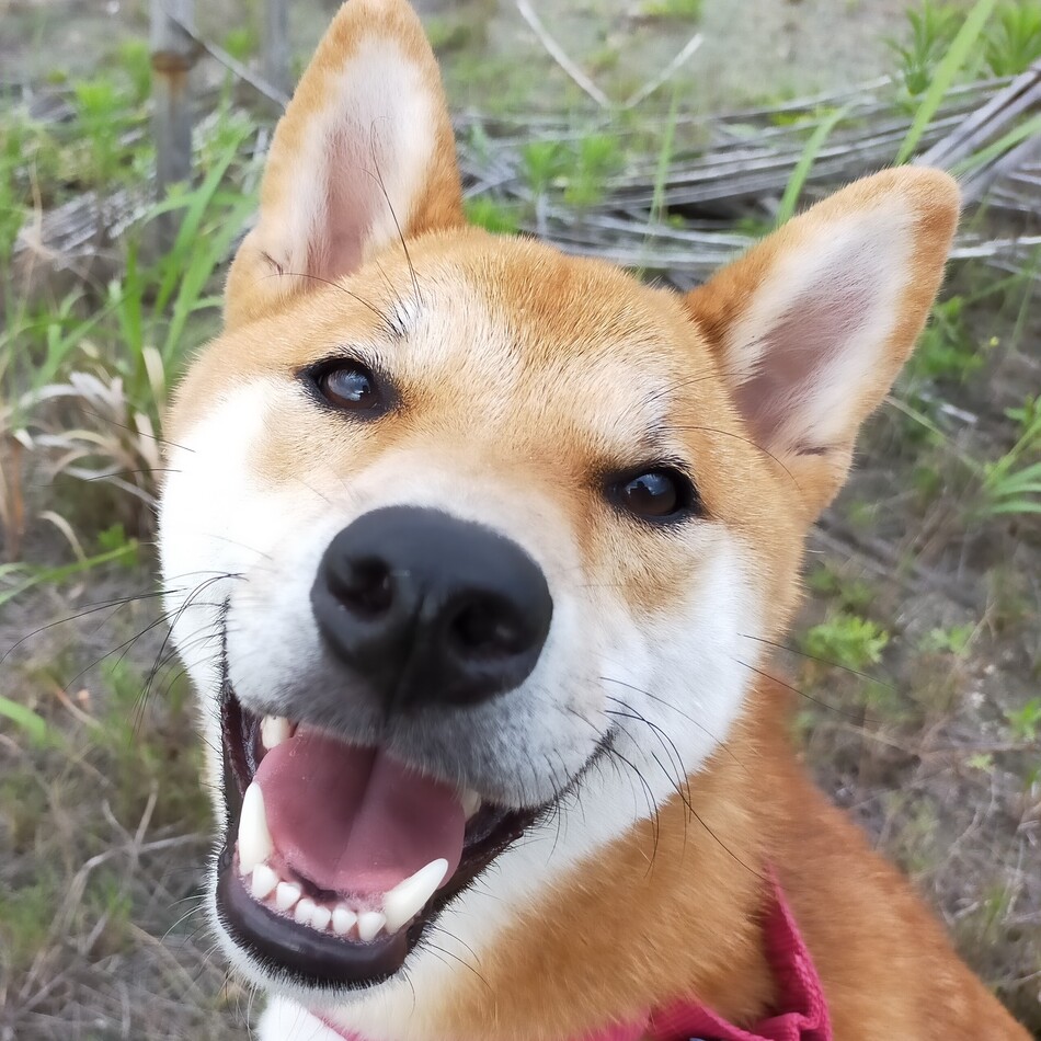 れのんのカバー写真