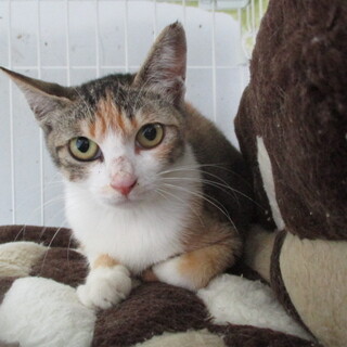 処分対象になります。収容期限8/4朝迄