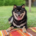 フレンドリーな１１ヶ月の柴犬の男の子