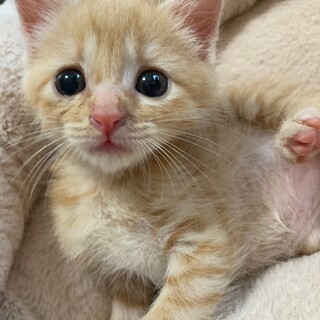 ありがとうございました、んのちゃん
