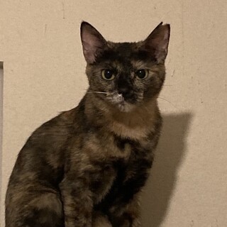 賢くて美しいサビ柄女子ソフィアちゃん