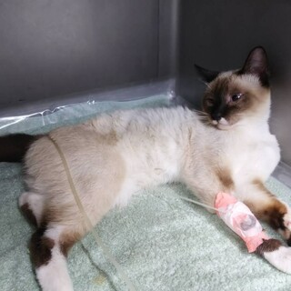 大阪市西成区で保護したシャム猫風オス猫 レオくん