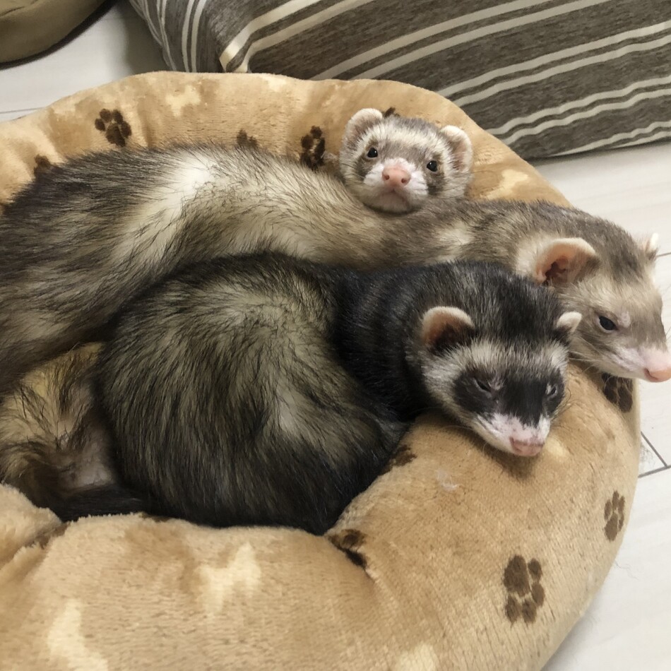 大福のカバー写真