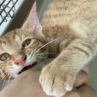 人間大好き！茶トラ子猫トトロ★初心者オススメ