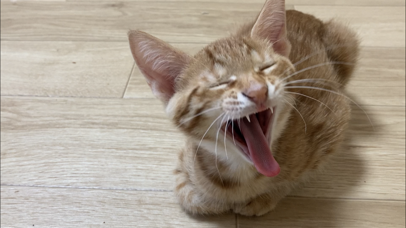 性格100点 人間大好き 長崎県 猫の里親募集 ペットのおうち 月間利用者150万人