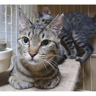 子どもに愛情いっぱい、懐こく可愛いキジトラのグラン