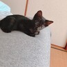おとなしいけど人懐っこい黒猫ちゃん⭐︎ サムネイル4